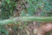 <strong>Pteris ensiformis - Ramon, Laurence - 97</strong><br />© Ramon, Laurence